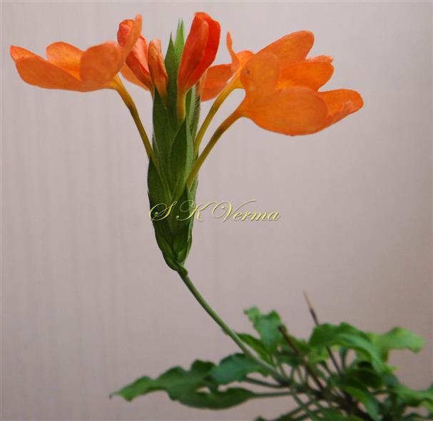  Inflorescence-Spike on peduncle